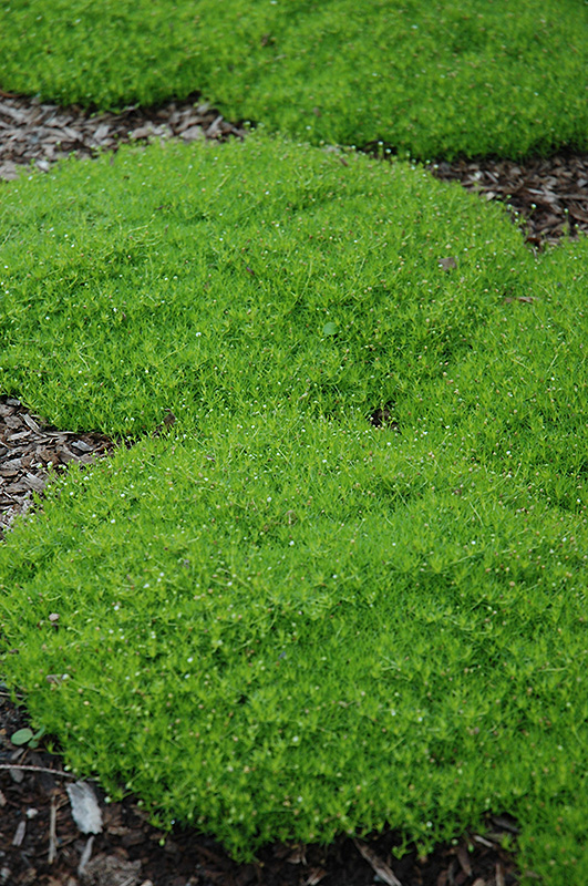 Irish Moss (Sagina subulata) in Naperville Aurora Batavia Oswego