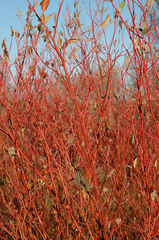 Cardinal Dogwood (Cornus sericea 'Cardinal') at The Growing Place