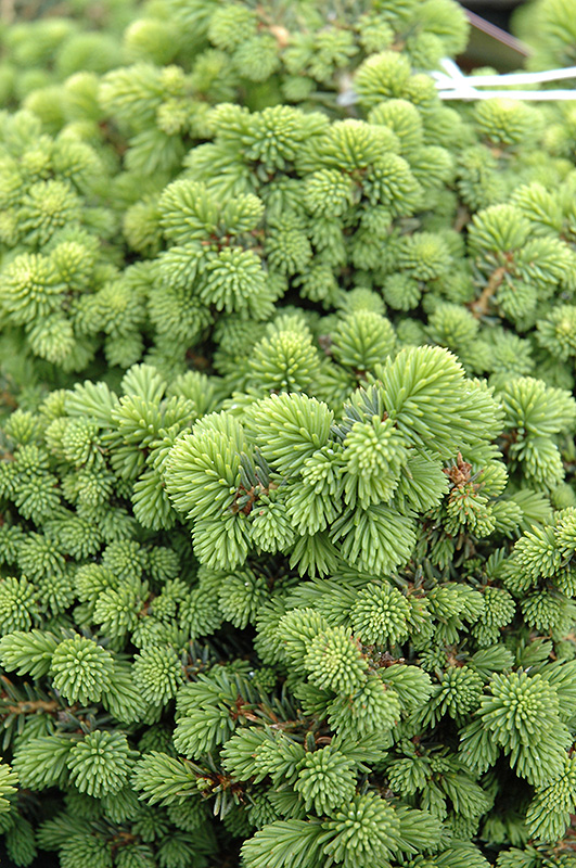 Little Gem Spruce (Picea abies 'Little Gem') at The Growing Place