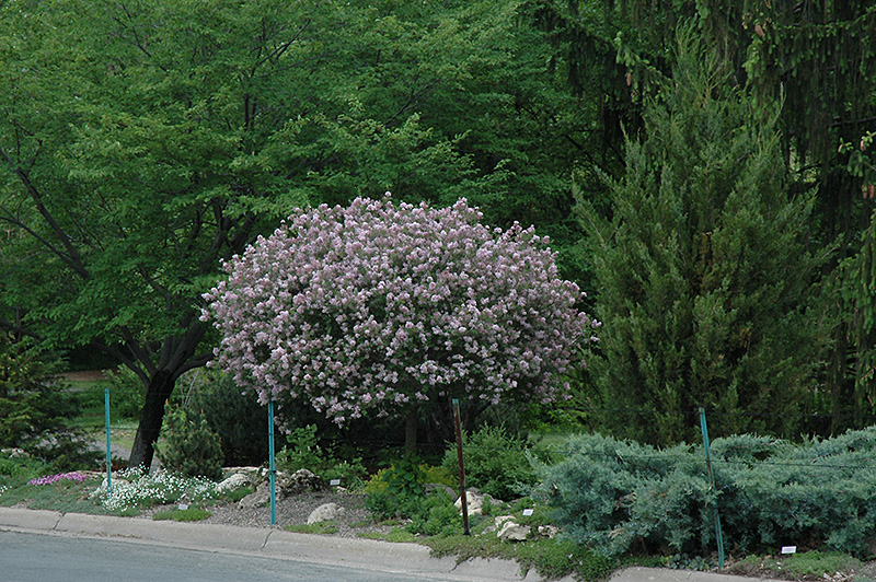 Dwarf Korean Lilac (tree form) (Syringa meyeri 'Palibin (tree form)') at The Growing Place