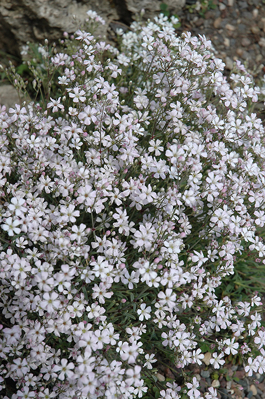 Creeping Baby's Breath (Gypsophila repens) at The Growing Place