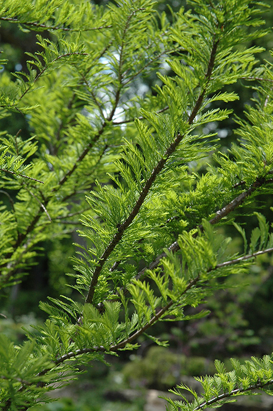 Baldcypress (Taxodium distichum) at The Growing Place