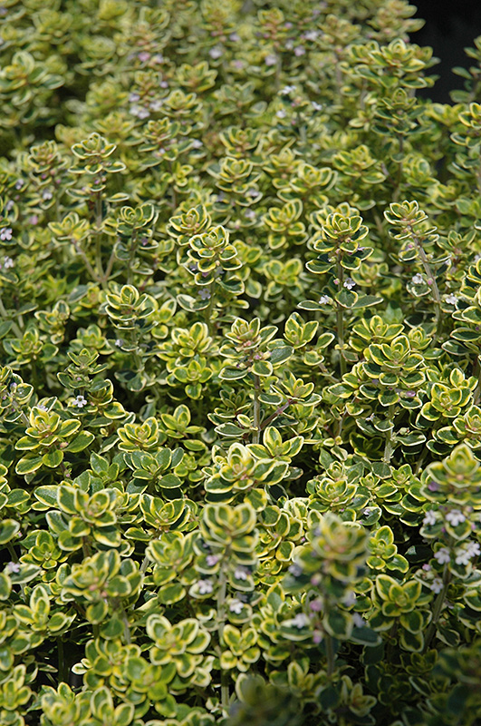 Lemon Thyme (Thymus x citriodorus) at The Growing Place