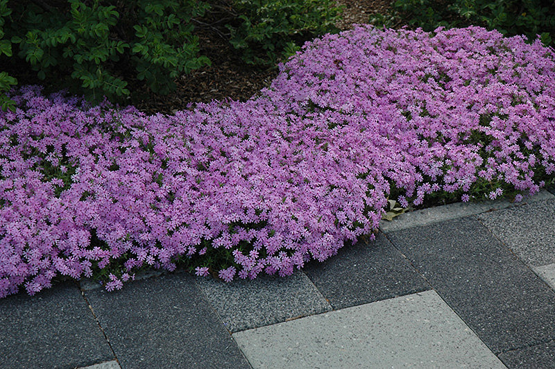 Fort Hill Moss Phlox (Phlox subulata 'Fort Hill') at The Growing Place