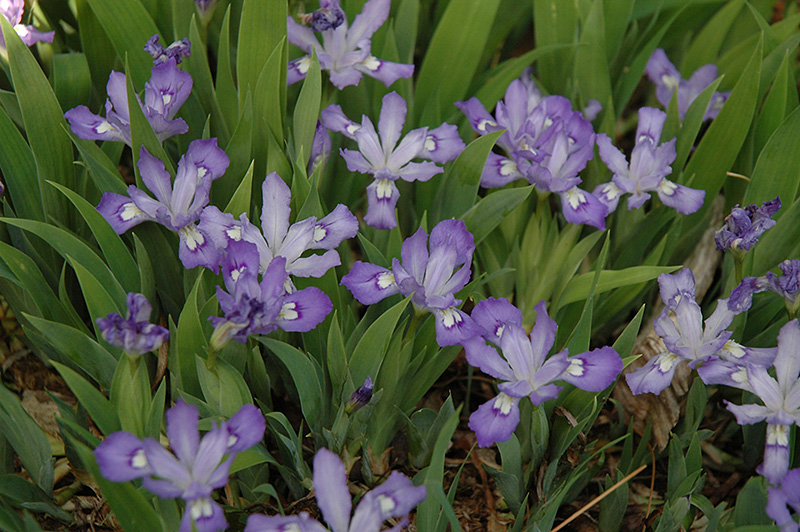 Dwarf Crested Iris (Iris cristata) at The Growing Place