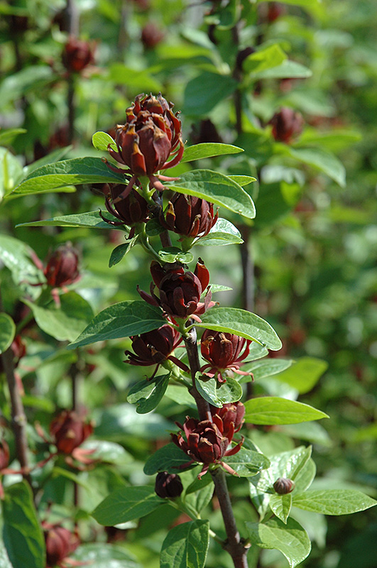 Common Sweetshrub (Calycanthus floridus) at The Growing Place