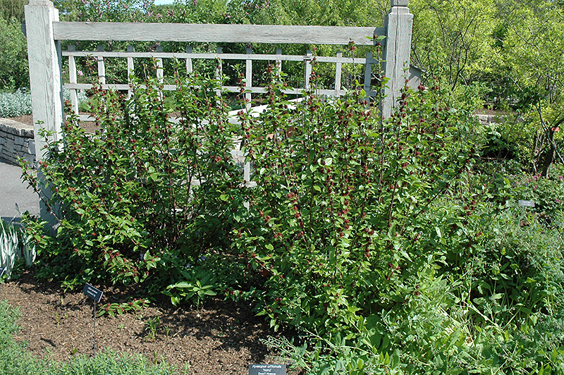 Common Sweetshrub (Calycanthus floridus) at The Growing Place