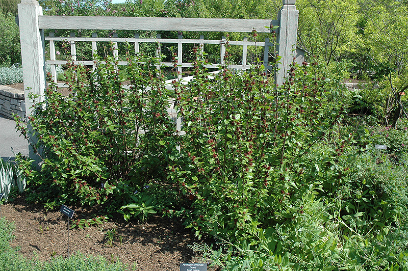 Featured image of post Steps to Prepare Carolina Allspice Shrub