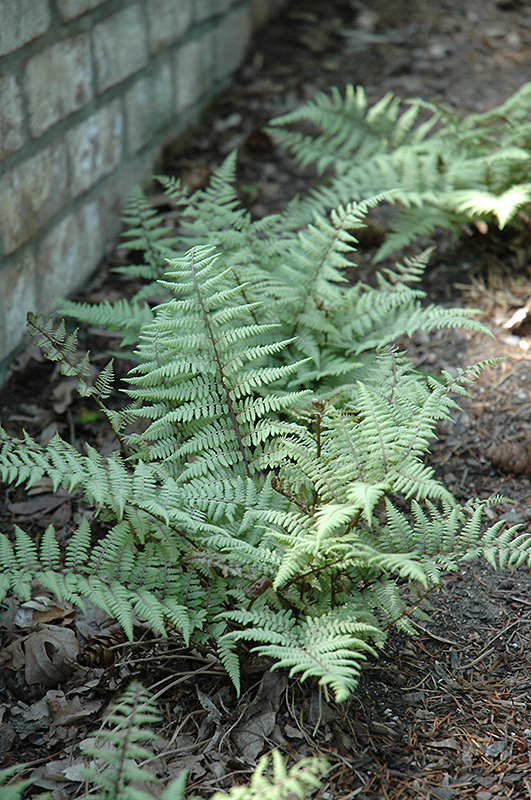 Ghost Fern (Athyrium 'Ghost') at The Growing Place
