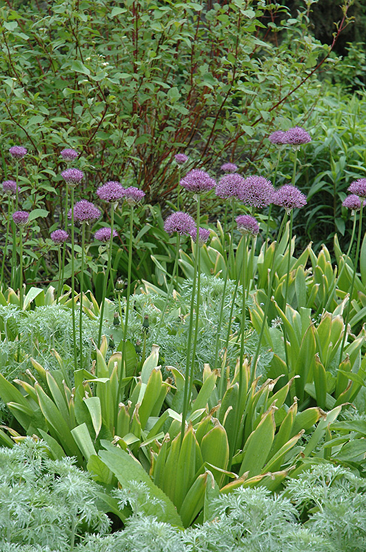 Purple Sensation Ornamental Onion (Allium 'Purple Sensation') at The Growing Place