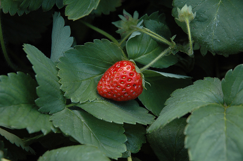 Fort Laramie Strawberry (Fragaria 'Fort Laramie') at The Growing Place
