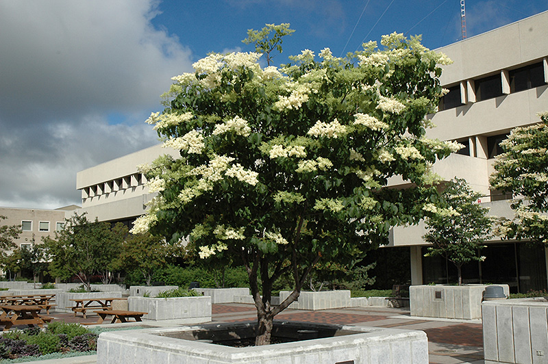 Ivory Silk Japanese Tree Lilac (Syringa reticulata 'Ivory Silk') at The Growing Place