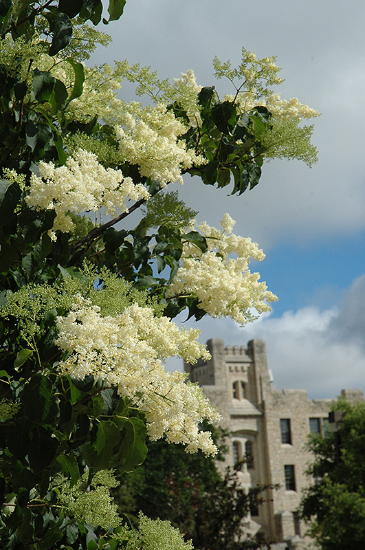 Ivory Silk Japanese Tree Lilac (Syringa reticulata 'Ivory Silk') at The Growing Place