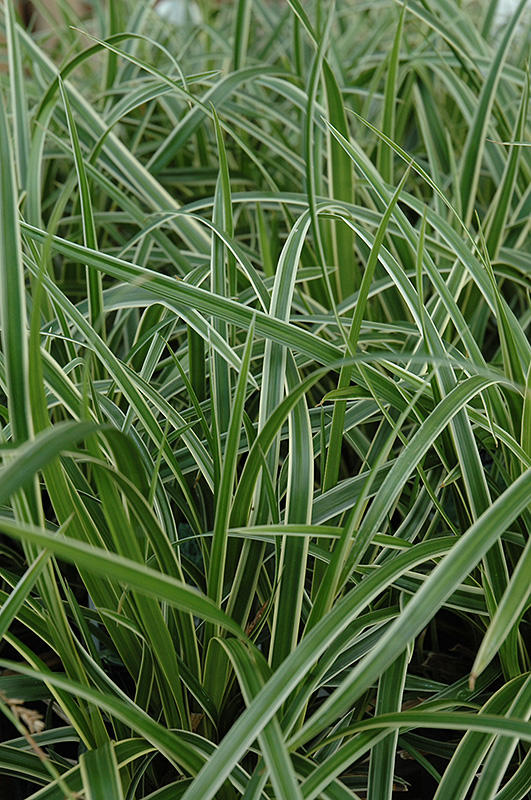 Ice Dance Sedge (Carex morrowii 'Ice Dance') at The Growing Place