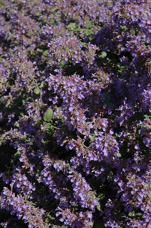 Walker's Low Catmint (Nepeta x faassenii 'Walker's Low') at The Growing Place