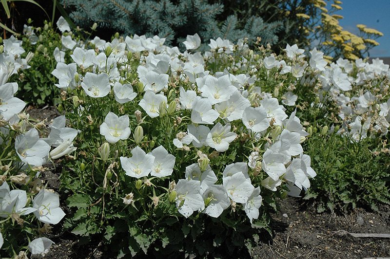 White Clips Bellflower (Campanula carpatica 'White Clips') at The Growing Place
