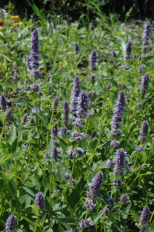 Anise Hyssop (Agastache foeniculum) at The Growing Place