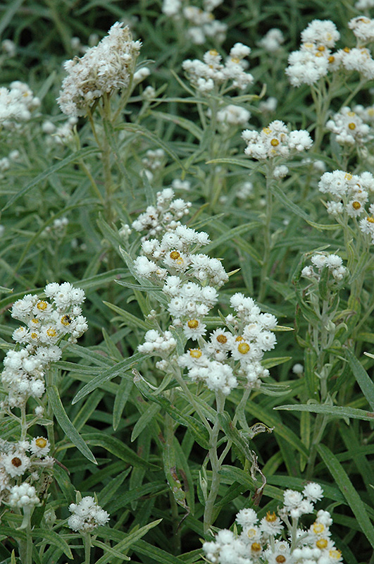 Pearly Everlasting (Anaphalis margaritacea) at The Growing Place