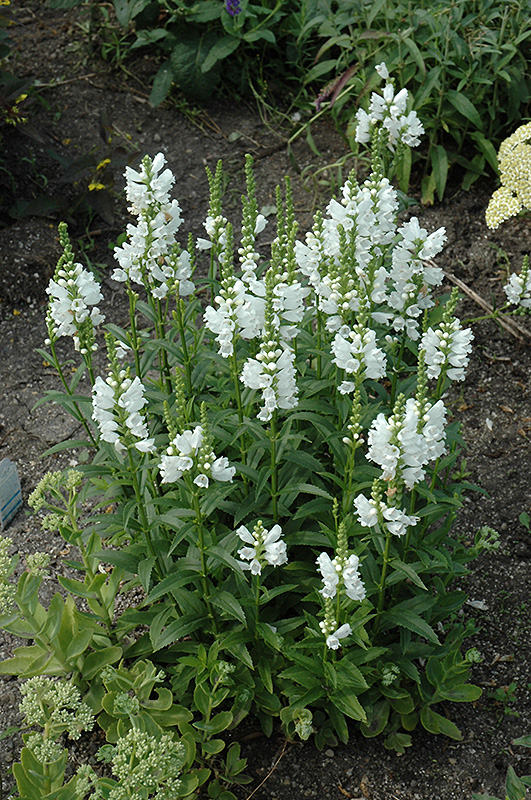 Miss Manners Obedient Plant (Physostegia virginiana 'Miss Manners') at The Growing Place