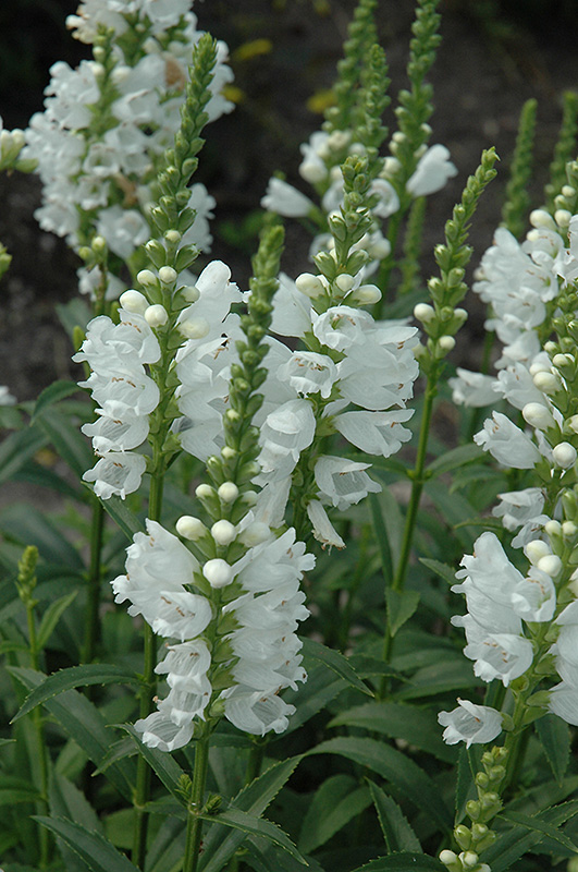 Miss Manners Obedient Plant (Physostegia virginiana 'Miss Manners') at The Growing Place