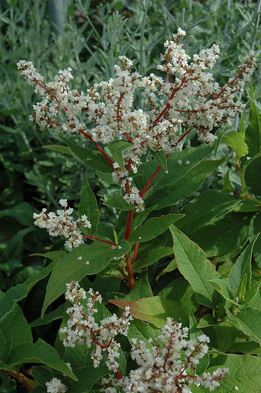 White Fleeceflower (Persicaria polymorpha) at The Growing Place