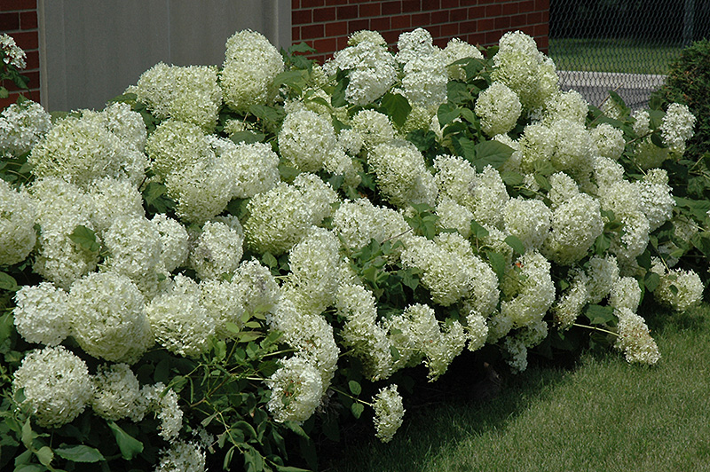 Annabelle Hydrangea (Hydrangea arborescens 'Annabelle') at The Growing Place