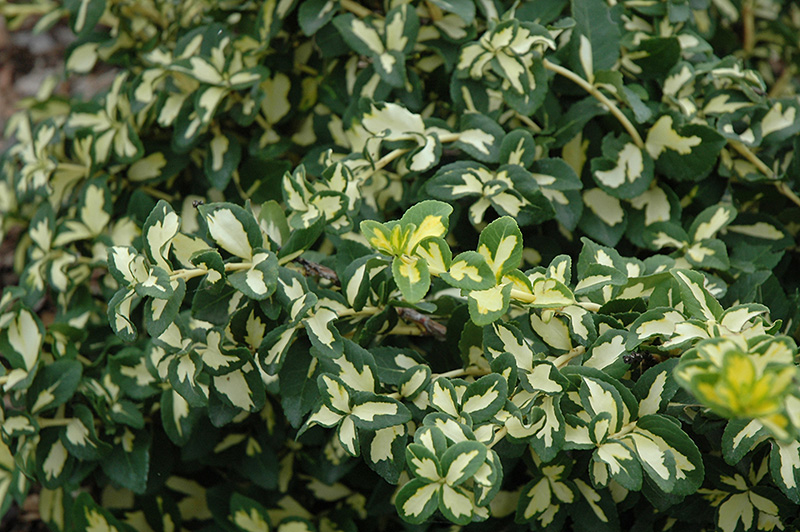 Moonshadow Wintercreeper (Euonymus fortunei 'Moonshadow') at The Growing Place