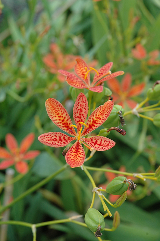 Blackberry Lily (Iris domestica) at The Growing Place