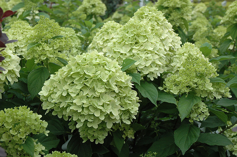 Limelight Prime Hydrangea (Hydrangea paniculata 'SMNHPPH') at The Growing Place