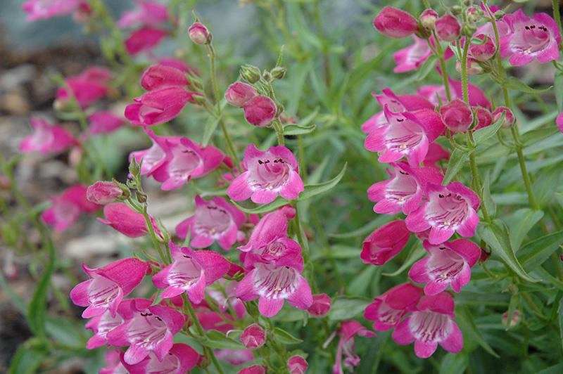 Red Rocks Beard Tongue (Penstemon x mexicali 'Red Rocks') at The Growing Place