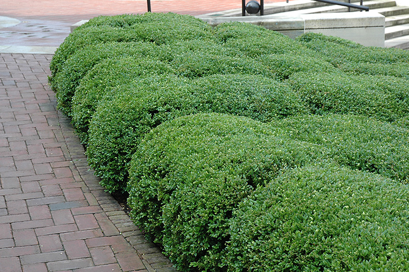 Chicagoland Green Boxwood (Buxus 'Glencoe') at The Growing Place