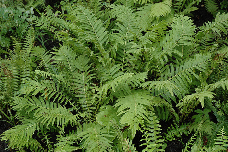 Christmas Fern (Polystichum acrostichoides) at The Growing Place