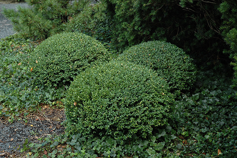 Northern Charm Boxwood (Buxus 'Wilson') at The Growing Place