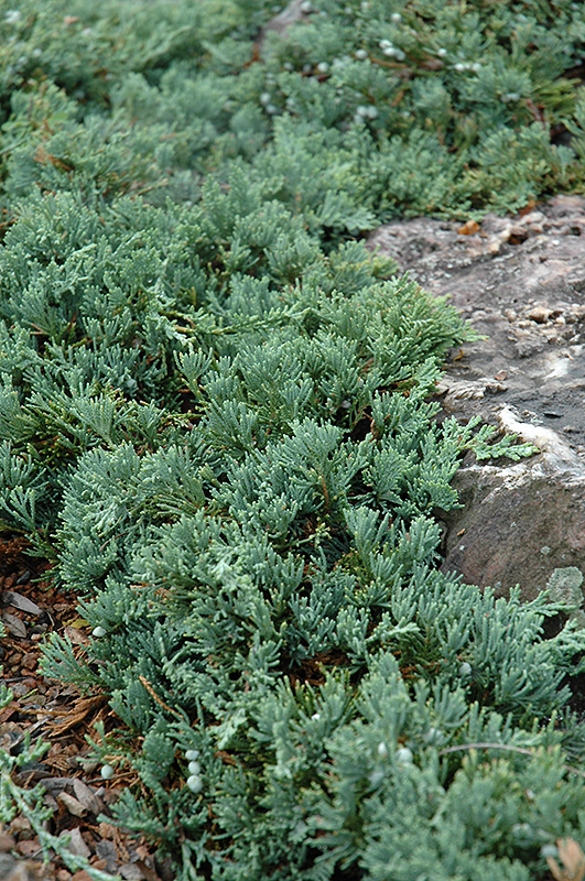 Blue Rug Juniper (Juniperus horizontalis 'Wiltonii') at The Growing Place