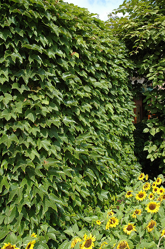 Boston Ivy (Parthenocissus tricuspidata) at The Growing Place