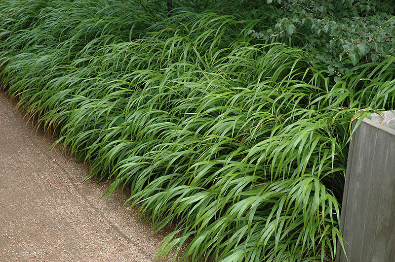 Japanese Woodland Grass (Hakonechloa macra) at The Growing Place
