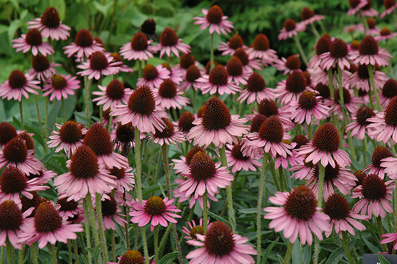 Pixie Meadowbrite Coneflower (Echinacea 'Pixie Meadowbrite') at The Growing Place