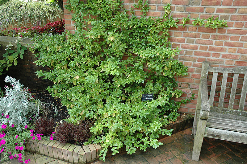 Sarcoxie Wintercreeper (Euonymus fortunei 'Sarcoxie') at The Growing Place