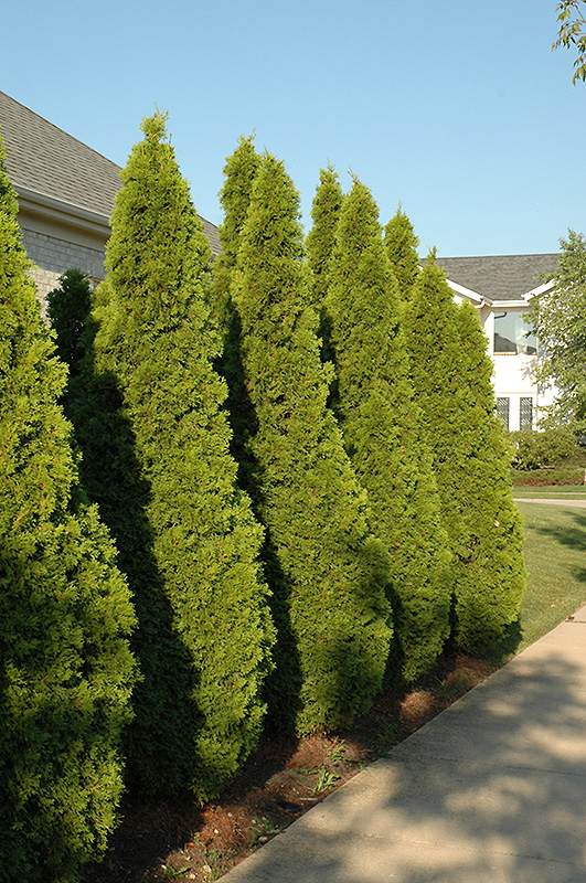 Emerald Green Arborvitae (Thuja occidentalis 'Smaragd') at The Growing Place