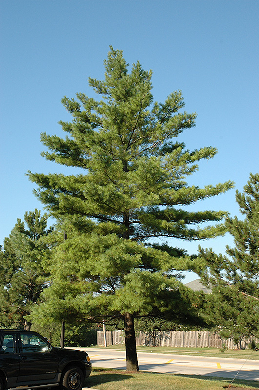 White Pine (Pinus strobus) at The Growing Place