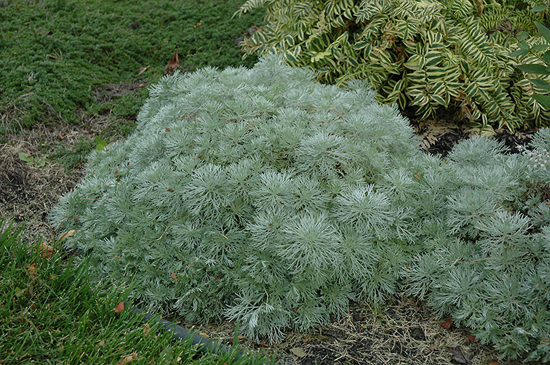 Silver Mound Artemesia (Artemisia schmidtiana 'Silver Mound') at The Growing Place