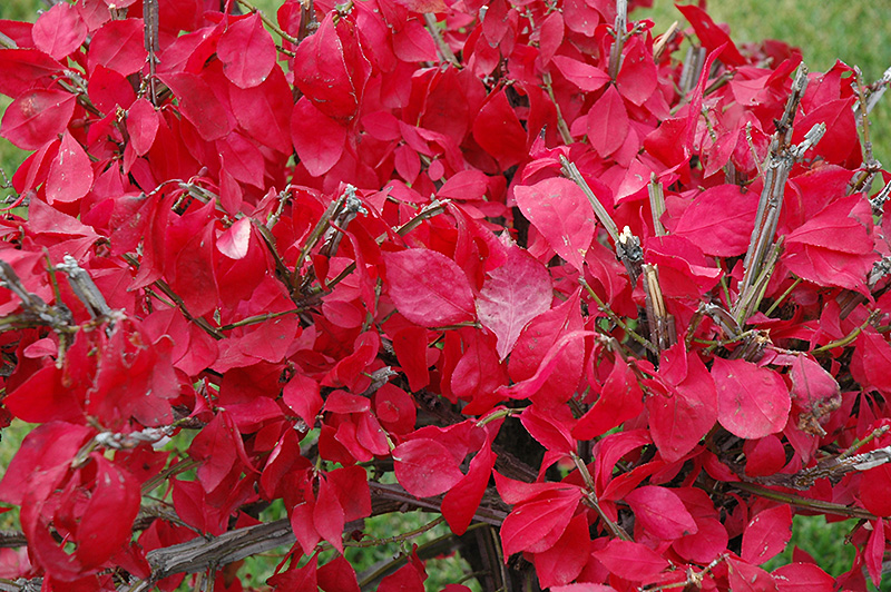 Compact Winged Burning Bush (Euonymus alatus 'Compactus') at The Growing Place