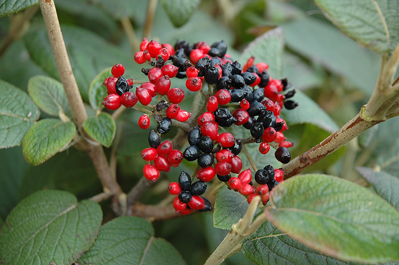 Mohican Viburnum (Viburnum lantana 'Mohican') at The Growing Place