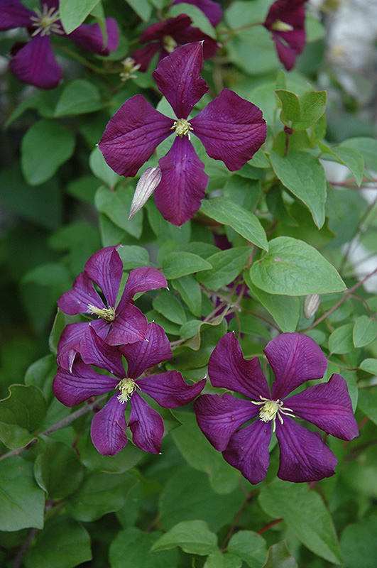 Etoile Violette Clematis (Clematis 'Etoile Violette') at The Growing Place