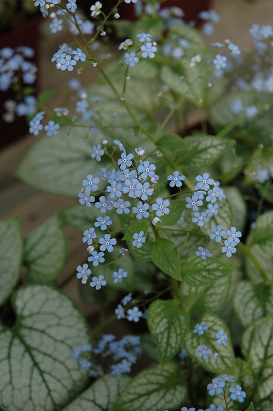 Jack Frost Bugloss (Brunnera macrophylla 'Jack Frost') at The Growing Place