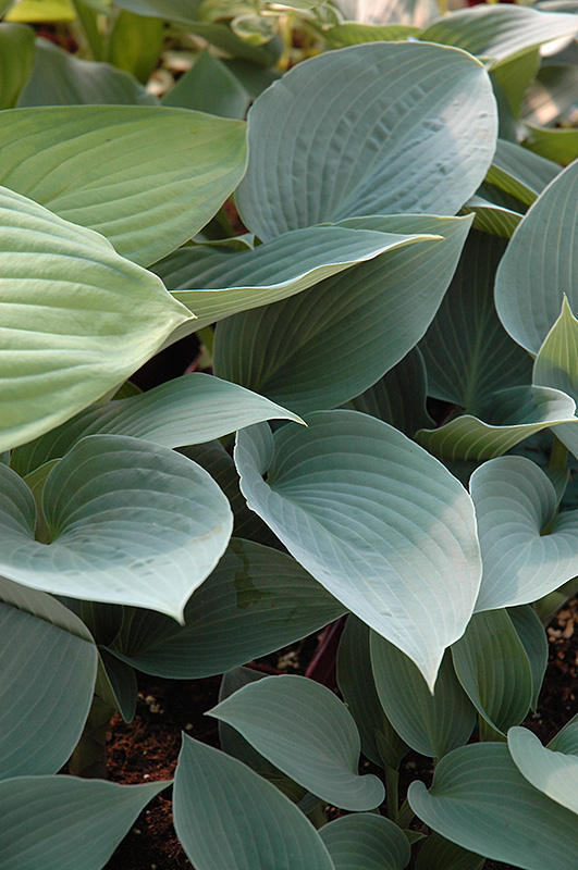 Halcyon Hosta (Hosta 'Halcyon') at The Growing Place