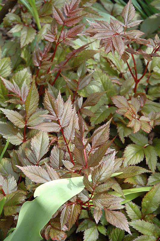 Red Sentinel Astilbe (Astilbe x arendsii 'Red Sentinel') at The Growing Place