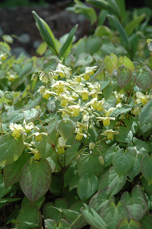 Yellow Barrenwort (Epimedium x versicolor 'Sulphureum') at The Growing Place
