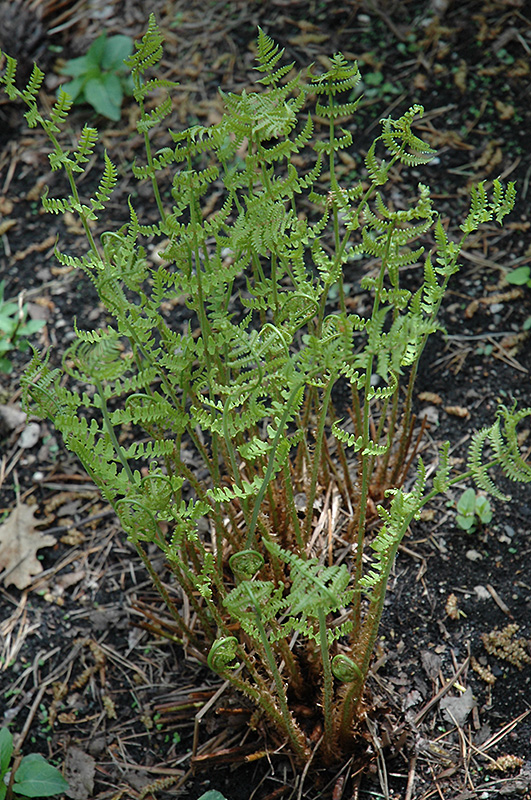 Marginal Wood Fern (Dryopteris marginalis) at The Growing Place