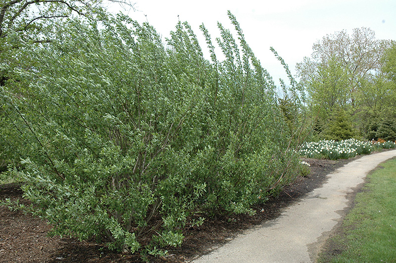French Pussy Willow (Salix caprea) at The Growing Place